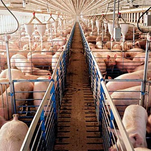 СК-31 – для откорма свиней 2 периода СТБ 2111-2010