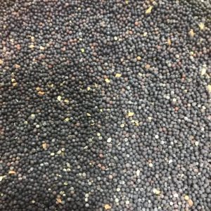 Семена рапса озимого