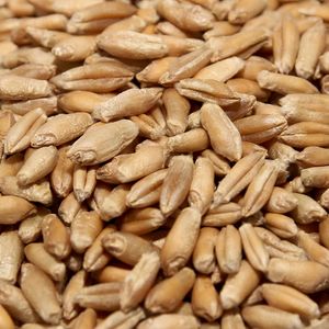 Семена тритикале озимой