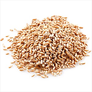 Семена пшеницы оптом