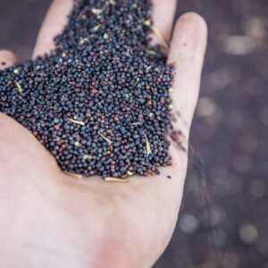 Семена рапса озимого, ярового