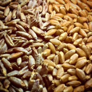 Тритикале оптом