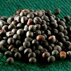 Купить семена рапса оптом Беларусь