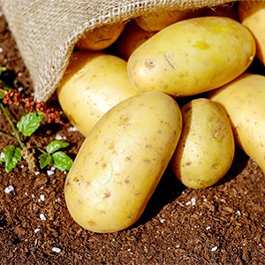 Выращивание сортового картофеля