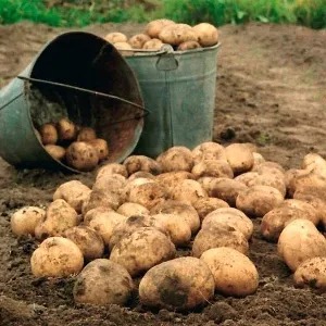 Выращивание картофеля