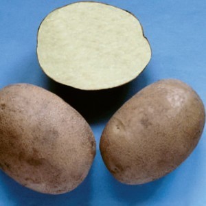 Картофель Бриз