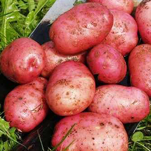 Картофель сорта Лель