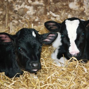 КР -1 для молодняка КРС возраста 10-75 дней. ГОСТ9268-2015