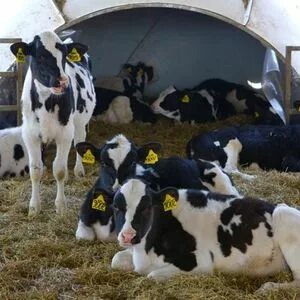 КР-3 – для молодняка КРС возраста 76-114 дней ГОСТ9268-2015