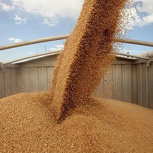 Заготовка зерновых