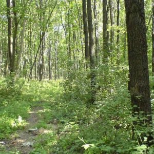 Проектирование лесничеств и лесопарков