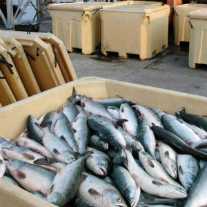 Производство живой рыбы