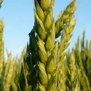 Сорта озимой пшеницы