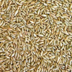 Сортовая пшеница оптом