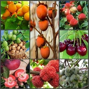 Саженцы ягодных культур