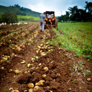 Проведение экологического сортоиспытания картофеля