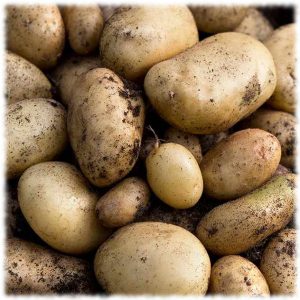 Выращивание и размножение сортов картофеля
