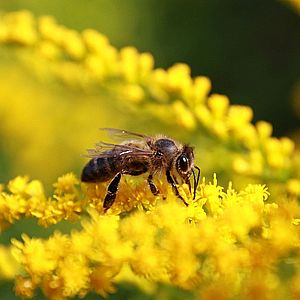 Норвежско-австрийские пчелы карника