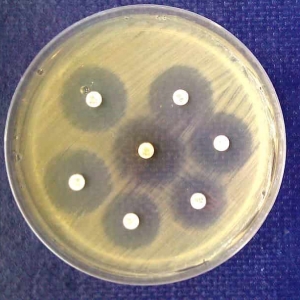 Исследования чувствительности бактерий