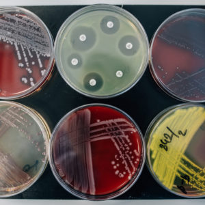 Бактериологические исследовния