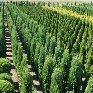 Посадочный материал для озеленения