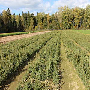 Посадочный материал для лесокультурного производства