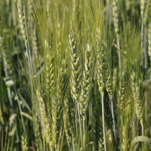 Озимая пшеница сорт Гирлянда, элита и 1 репродукция