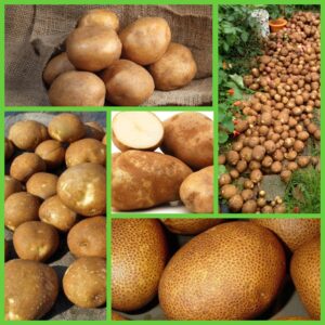 Репродукция семян картофеля