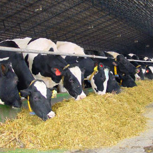 Молочно-товарные фермы