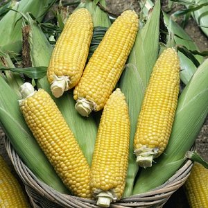 Зерно кукурузы