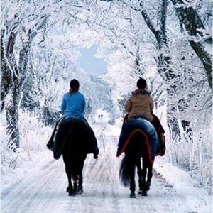 Зимние прогулки на лошадях