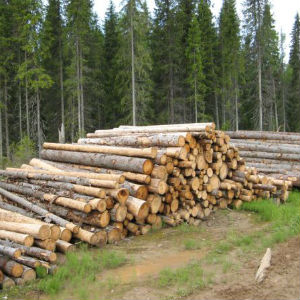 Заготовка и переработка леса