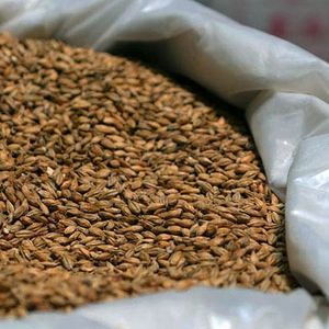 Хранение сортовых семян зерновых культур
