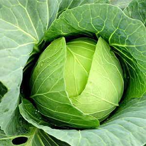 Купить капусту оптом