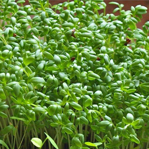 Кресс-салат