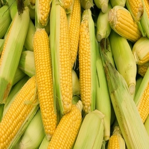 Кукуруза
