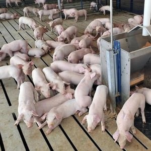 Выращивание свиней