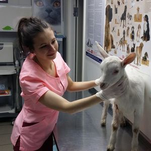 Государственные ветеринарные услуги