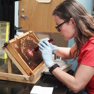 Лабораторная диагностика болезней пчел