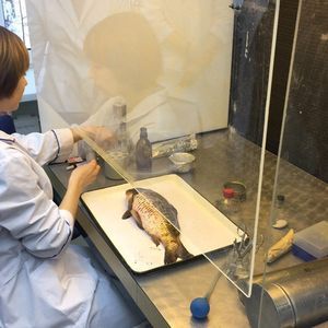 Лабораторная диагностика болезней рыб