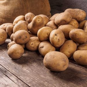 Промышленное выращивание картофеля