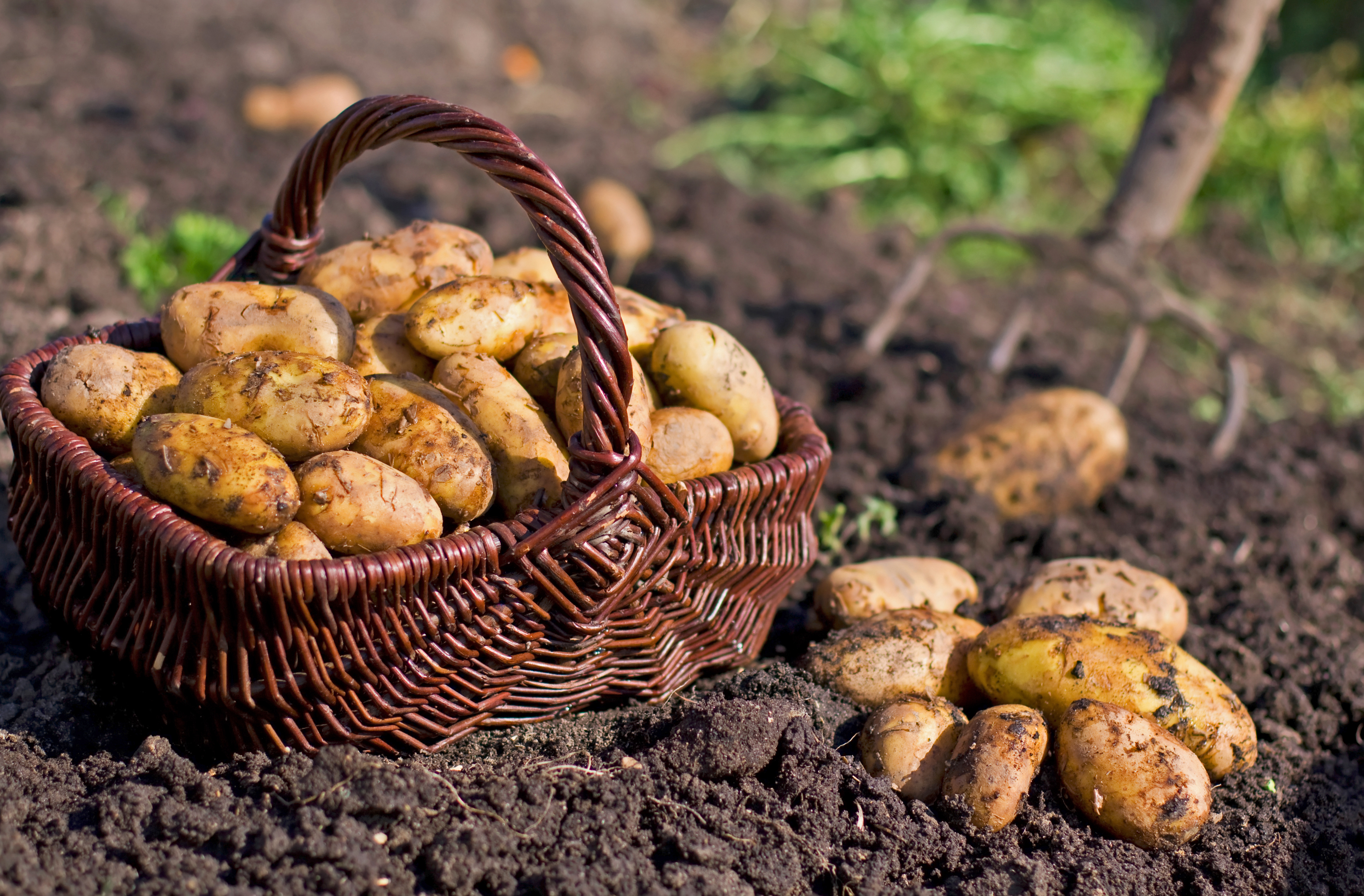 Природное выращивание картофеля