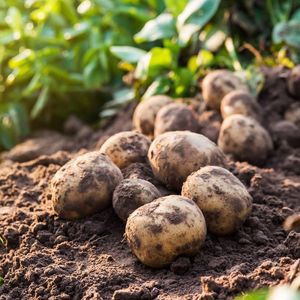 Хозяйство выращивание картофеля