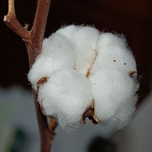 Cotton wool