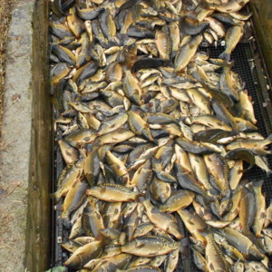 Рыбопосадочный материал