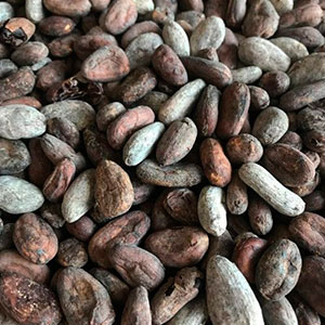 Какао-бобы Criollo Madagaskar