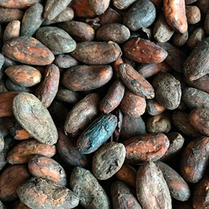 Какао-бобы India Kerala