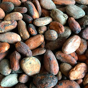 Какао-бобы Trinitario Barinos