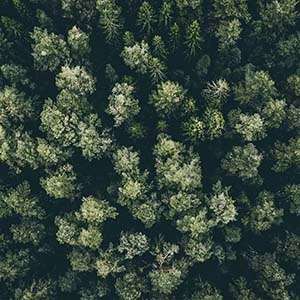 Мониторинг лесов