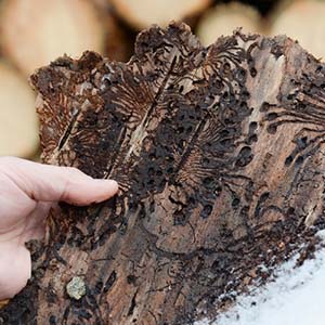 Лесопатология